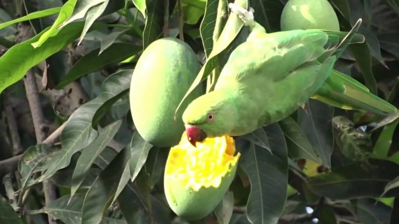 Можно манго попугаем. Можно манго попугаем. Попугай неразлучники mango. Попугай неразлучники mango. Можно манго попугаем.