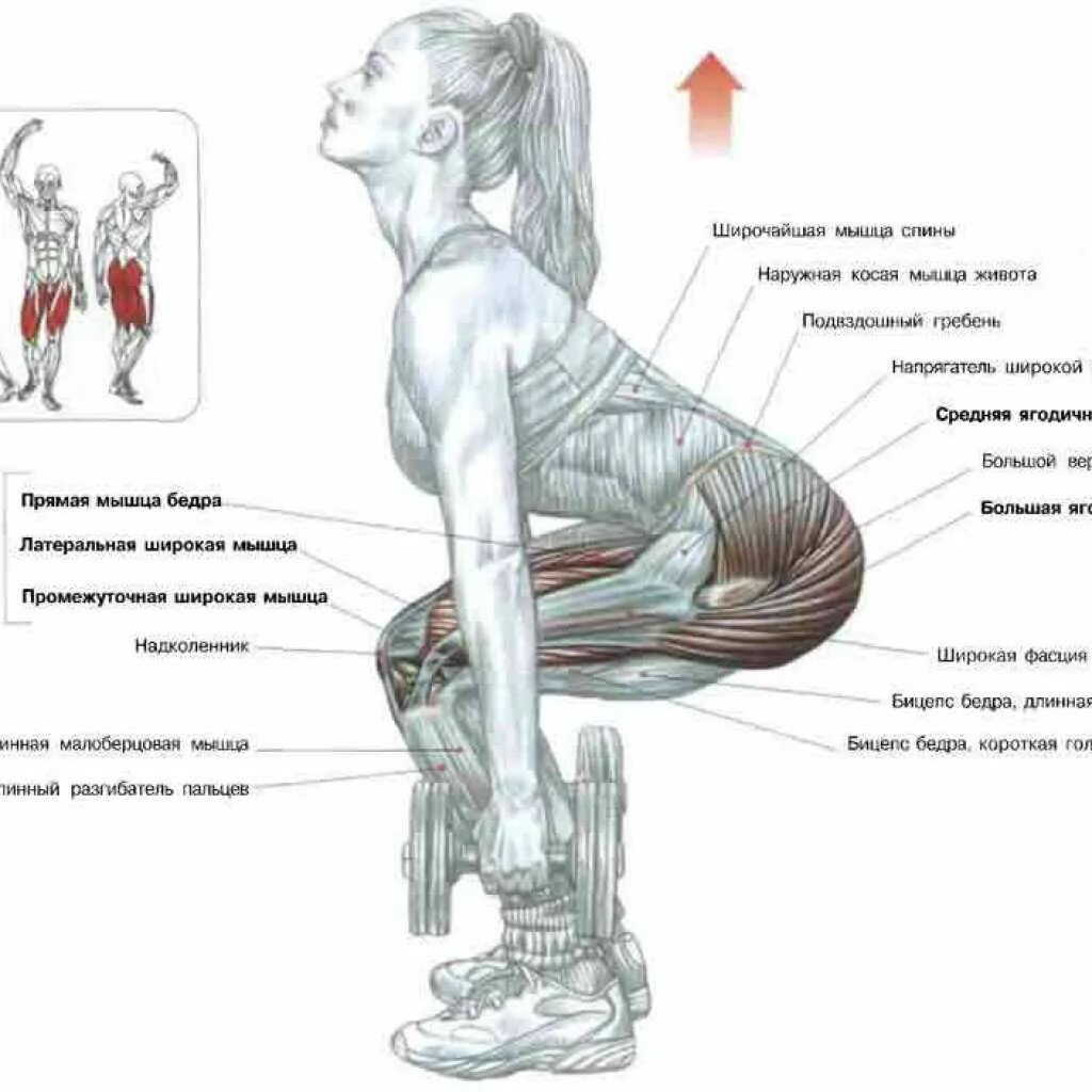 Анатомия силовых упражнений ягодицы. Упражнения на ягодицы схема мышц. Упражнения в которых задействованы ягодичные мышцы. Анатомия силовых упражнений приседания.
