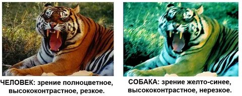 Какое зрение у собак цветное или