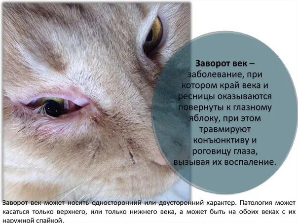 Котенок век - найдено 89 картинок