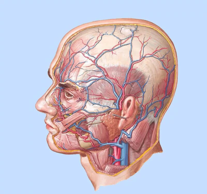 Головная боль сосуды головы. Топографическая анатомия головы сосуды и нервы. Височная артерия анатомия. Кровеносные сосуды головы и шеи анатомия. Поверхностная височная Вена.