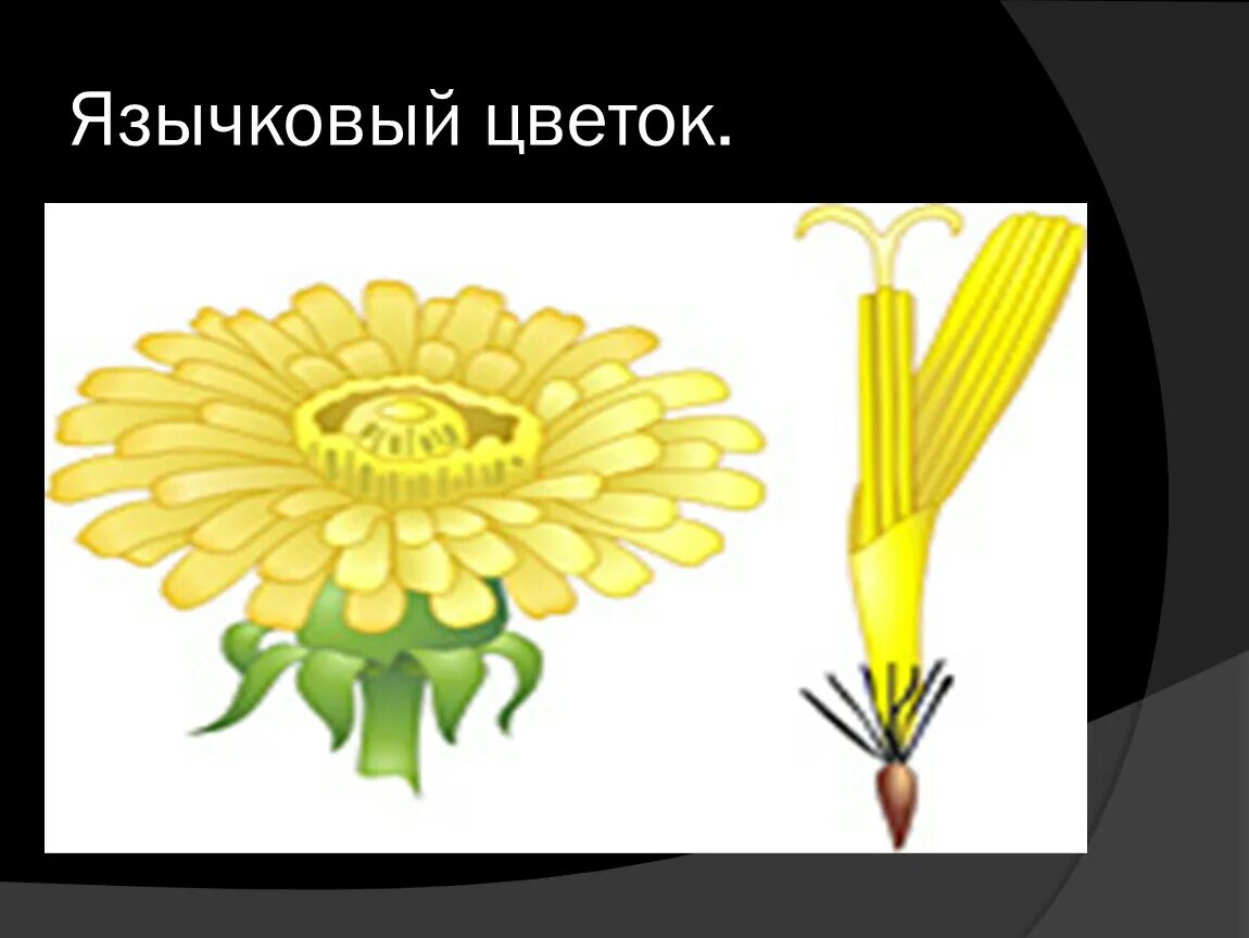 Трубчатый тип цветка. Семейство Сложноцветные язычковые. Сложноцветные растения язычковые. Язычковые цветки семейства Сложноцветные. Типы цветков трубчатые язычковые.