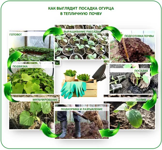 Когда можно высаживать рассаду огурцов. Всходы рассады огурцов. Высаживание рассады огурцов. Высаживаем рассаду огурцов. Высаживание рассады огурцов в теплицу.