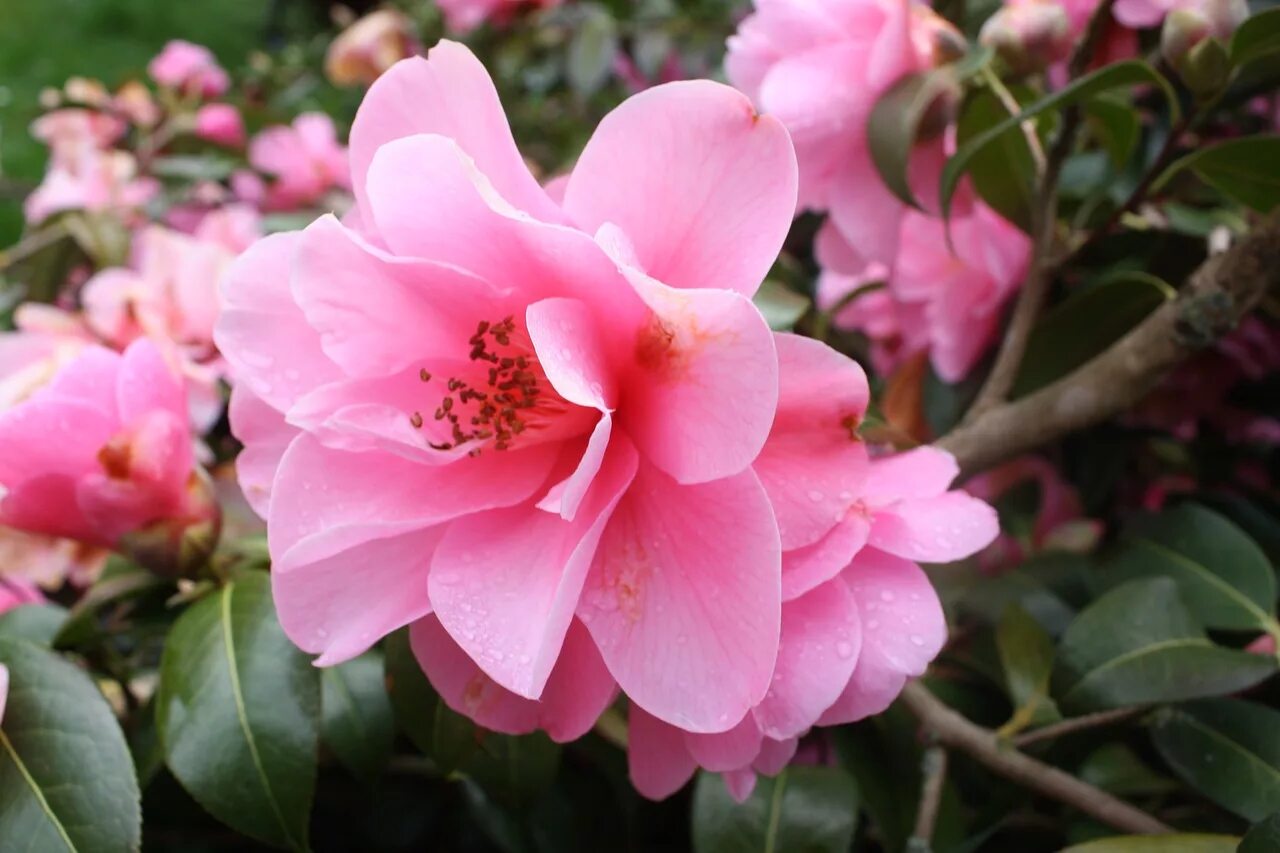 Camellia sasanqua (Камелия). Камелия japonica. Камелия японская Camellia japonica. Camellia japonica куст. Камелия куст