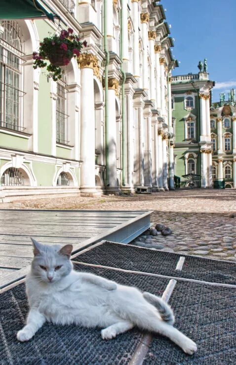 что такое эрмитажный кот. эрмитажные коты эрмитажные коты. петербургские эрмитажные коты. что такое эрмитажный кот. эрмитажные коты.