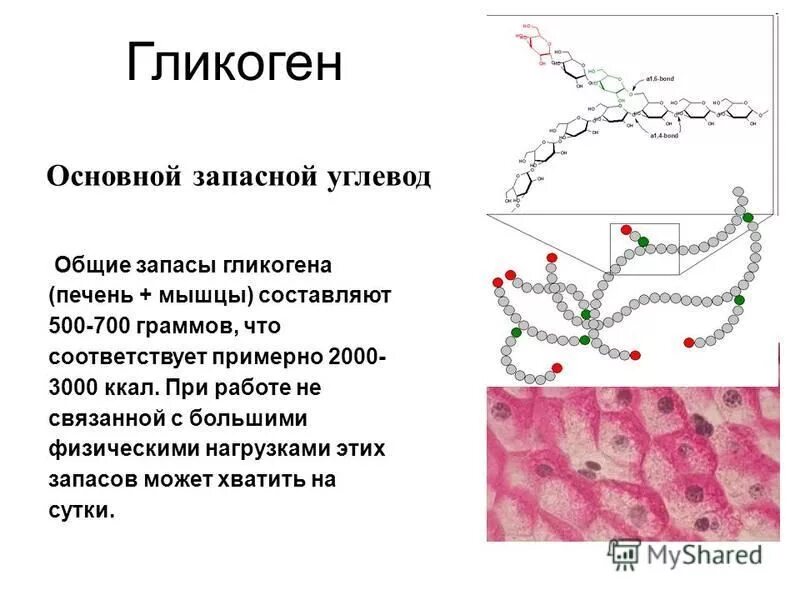 Запасной углевод в клетках печени. Гликоген функции. Гликоген в организме человека выполняет функцию. Функции гликогена в организме человека.