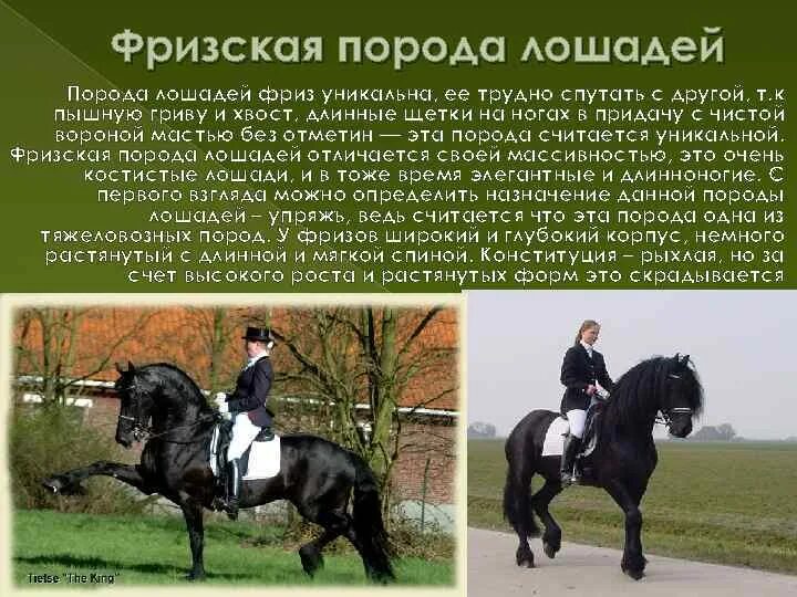Для чего используют лошадей. Для чего используют лошадей