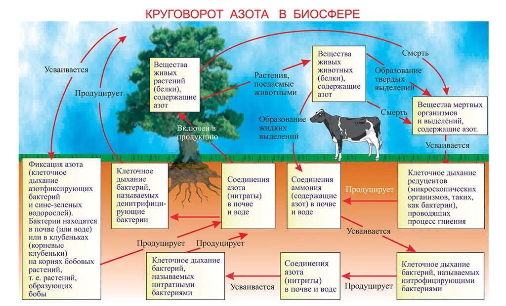 Круговорот азота в биосфере последовательность. Круговорот азота в биосфере. Круговорот азота в биосфере схема. Круговорот азота в биосфере биология. Круговорот азота в биосфере 9 класс.