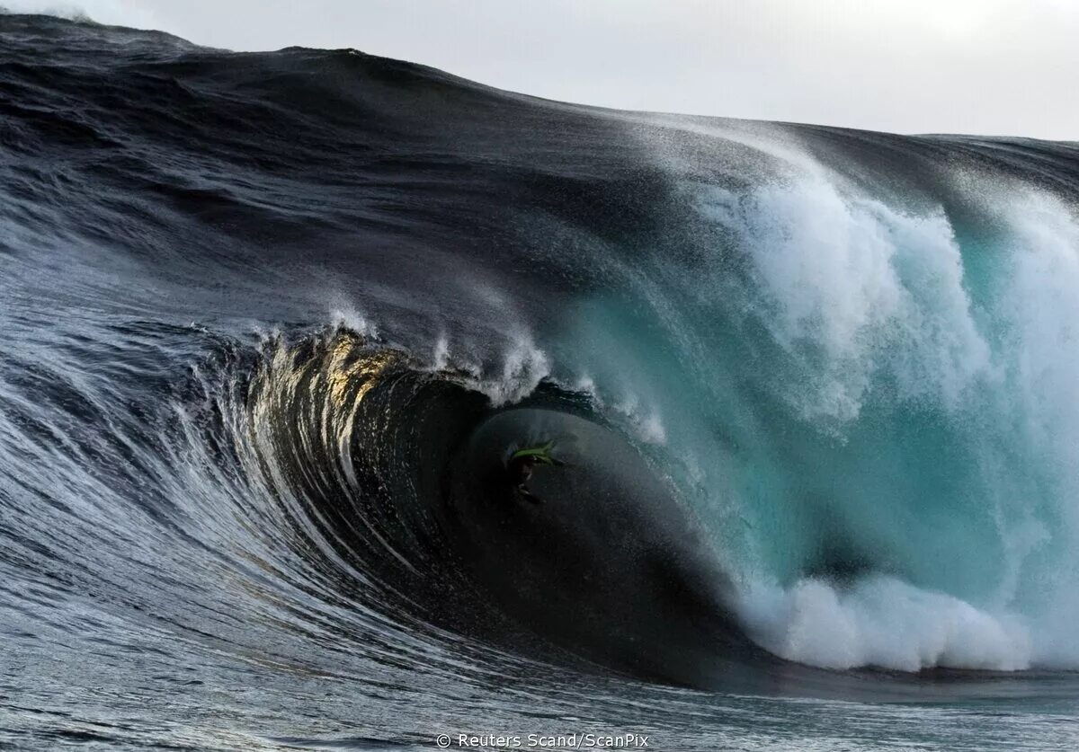 Животные цунами. Животные цунами. Океанские волны. Цунами черное море 2012. Трунко монстр.