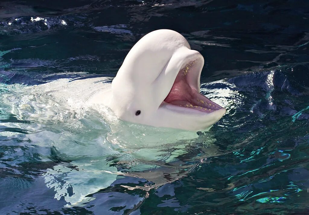 К какой группе обитателей океана относятся белухи. Белый кит Белуха. Белый Дельфин Белуха. Белуха в Арктике.