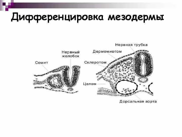 Дифференцировка эмбриогенеза. Дифференцировка сегментных ножек мезодермы. дифференцировка сомитов мезодермы. дифференцировка зародышевой мезодермы. мезодерма эмбриология.