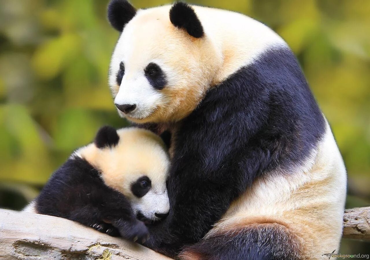 Pandas среднее