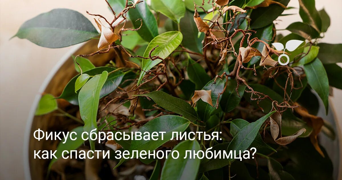 Сбрасывание листьев растениями. Фикус со средними листьями. фикус цвет листьев. как спасти фикус. почему фикус сбрасывает листья что делать.