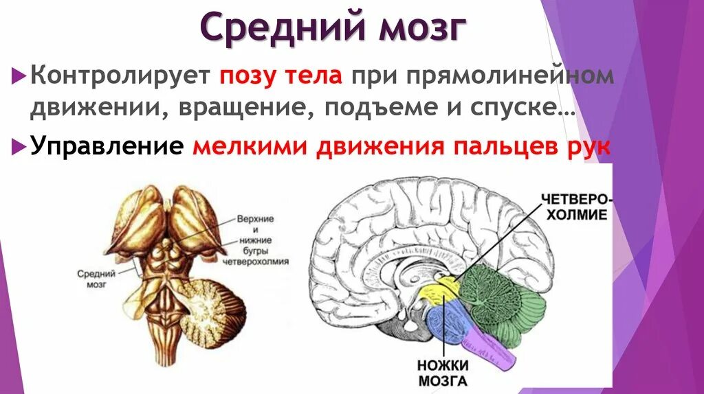 Средний мозг функции. Средний мозг человека функции. Строение среднего мозга мозга. Функции среднего мозга человека.