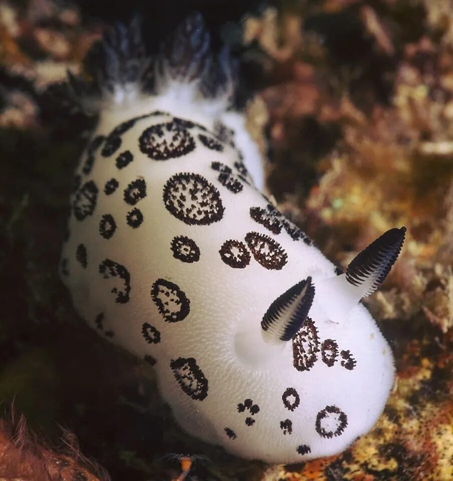 СЛИЗЕНЬ Jorunna Parva. Морской СЛИЗНЯК кролик. Морской заяц СЛИЗЕНЬ. Морской Голожаберный моллюск. Морской кролик домашний