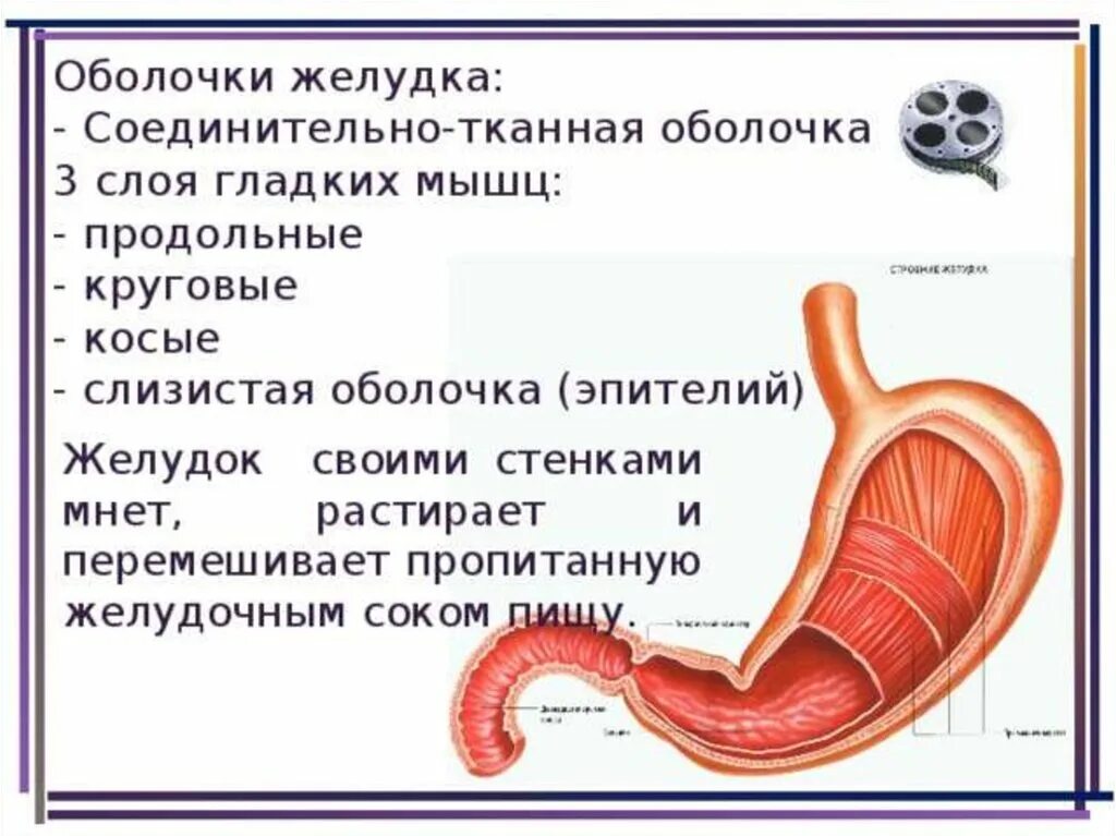 Функция оболочек желудка