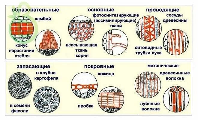 Ткани растений рисунок. Типы основной ткани растений. Покровная, образовательная, механическая ткани растений. Основная ткань растений рисунок строение. Ткани растений таблица паренхима.