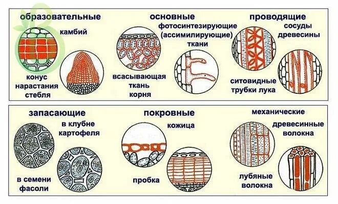 Основная ткань растений рисунок строение. Покровная, образовательная, механическая ткани растений. Образовательная основная покровная Проводящая механическая ткань. Строение основной ткани растений.