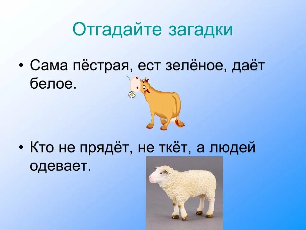 Сама пестр. Загадки про животноводство. Загадки на тему животноводство. Загадки о животноводах. Загадки на тему скотоводство.