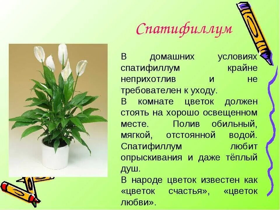 Женское счастье цветок подарить. Комнатное растение спатифиллум. Спатифиллум эухарис. Спатифиллум Уоллиса Родина растения. Драцена спатифиллум.