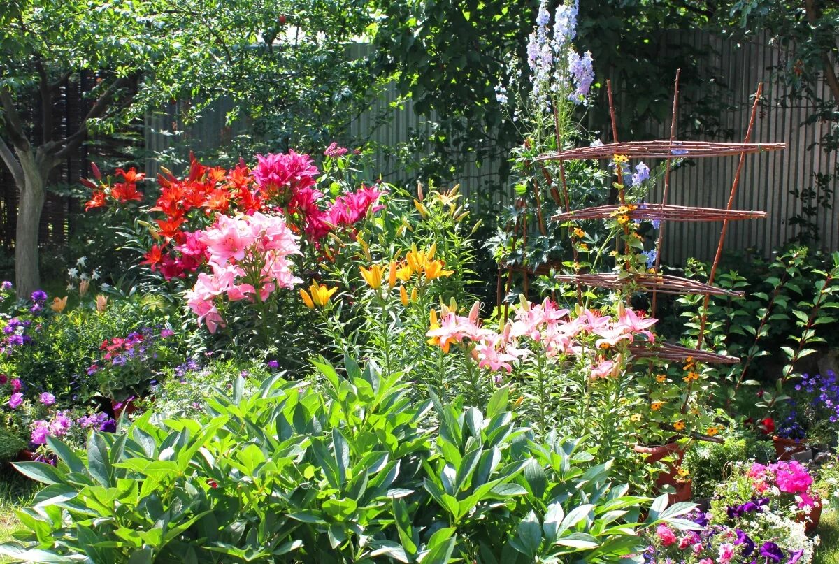 Лилия флешпоинт в ландшафте. Лилии и лилейники вместе на клумбе. В цветнике только лилии и розы. Розы с лилиями на клумбе. Клумба флоксы,лилии,хоста.
