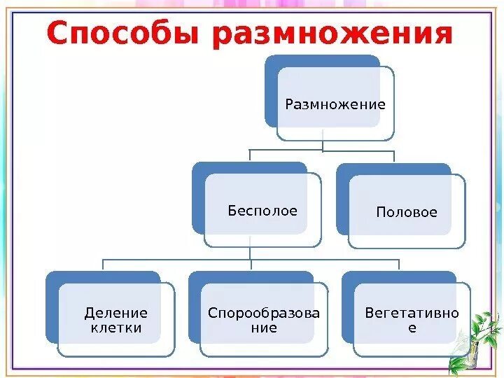 Назовите основные способы размножения. Назовите основные способы размножения