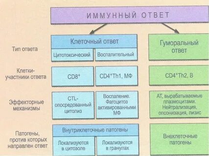 Основной этап иммунного ответа