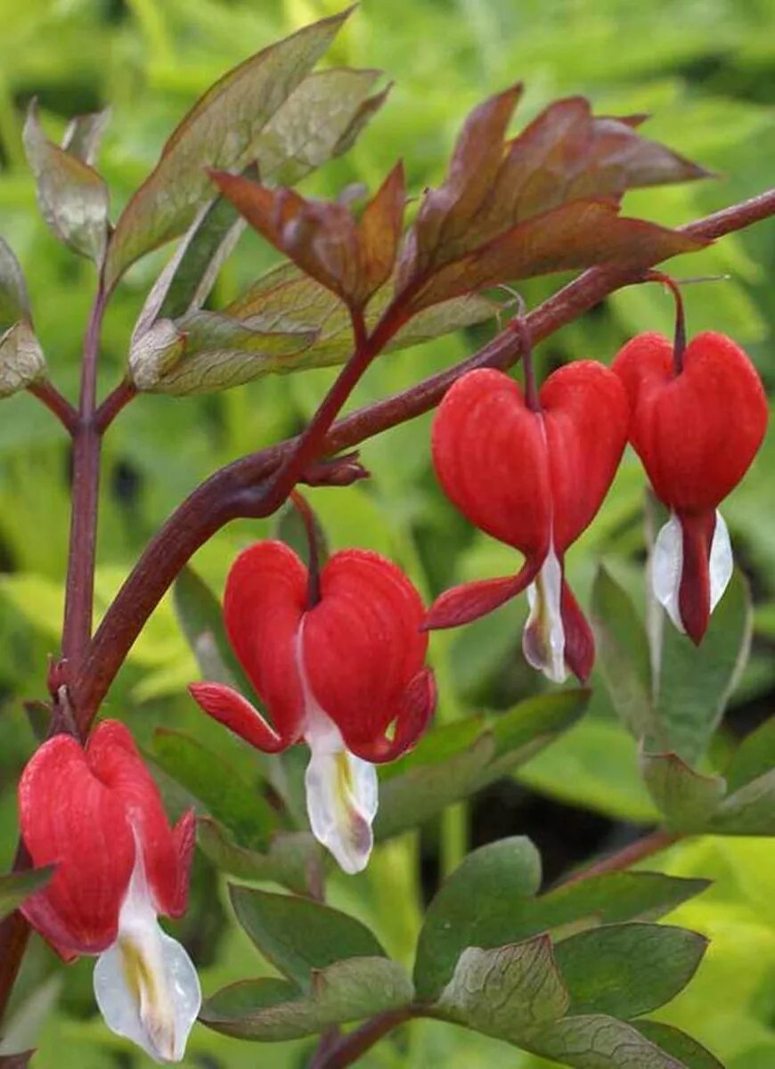 Дицентра Валентайн. Дицентра великолепная, Dicentra spectabilis "Valentine".