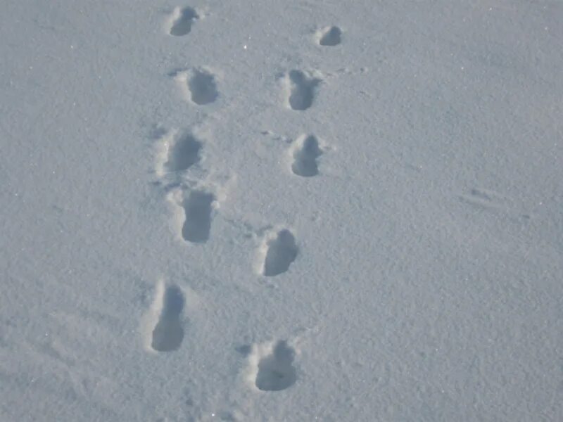 Следы на снегу. Следы животных на снегу. Звериные следы на снегу. Следы на снегу определитель.