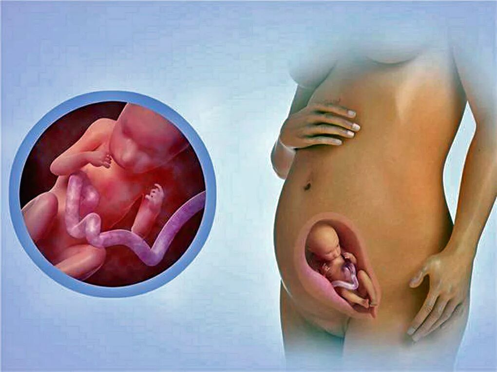 Видео 20 недель. Плод на 20 неделе беременности. Малыш на 20 неделе беременности. 20 Недель беременности фото.