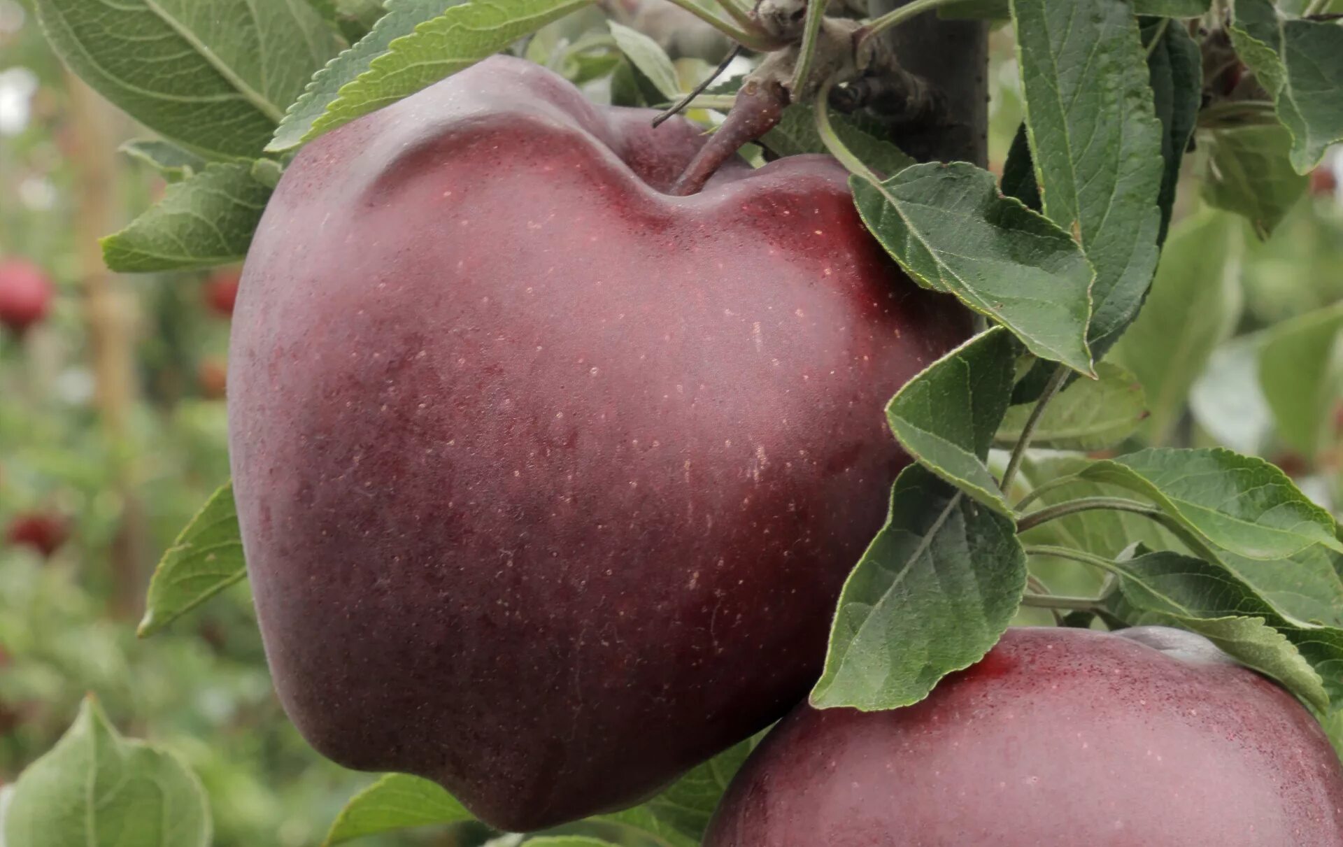 сорт яблони ред чиф отзывы. сорт яблони ред чиф отзывы. яблоня ред спур. яблоня ред чиф и ред делишес. яблоня ред чиф камспур.