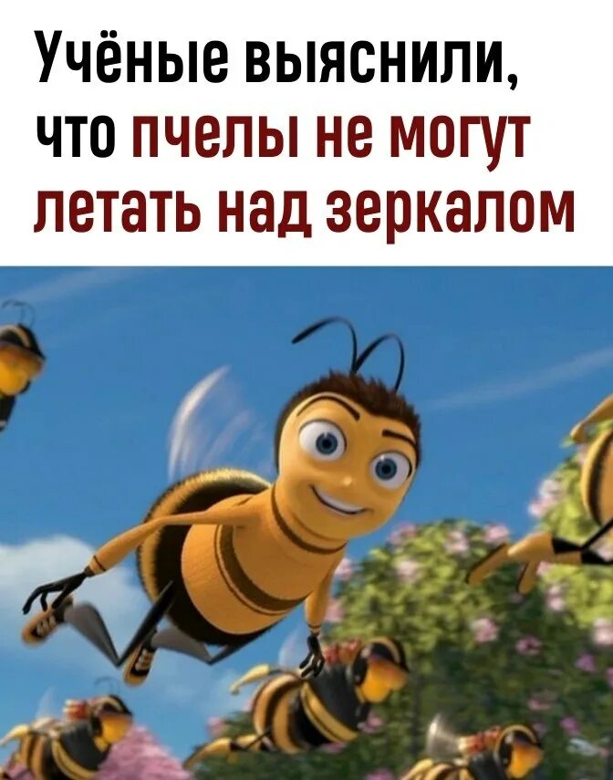 спасти пчелку. спасти пчелку. пчела на белом фоне. мед соты пчелы. муха цокотуха пчела.