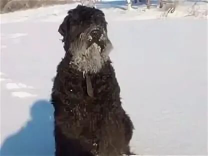 Русский терьер клички