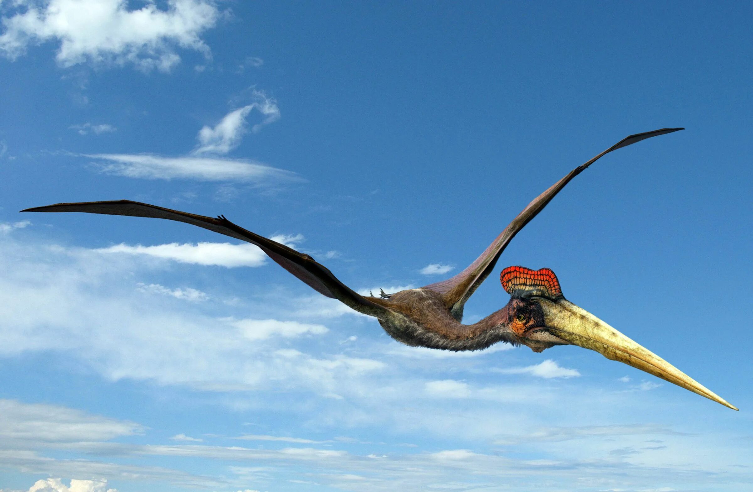 Летающий гони. Птеранодон и Кетцалькоатль. Кетцалькоатль Птерозавр. Кетцалькоатль птеродактиль. Кетцалькоатль динозавр.