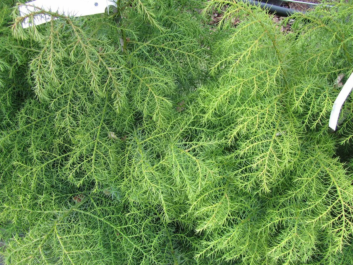 Криптомерия элеганс виридис. Cryptomeria japonica elegans. Криптомерия японская Элеганс. Криптомерия японская Элеганс виридис. Криптомерия Пендула.