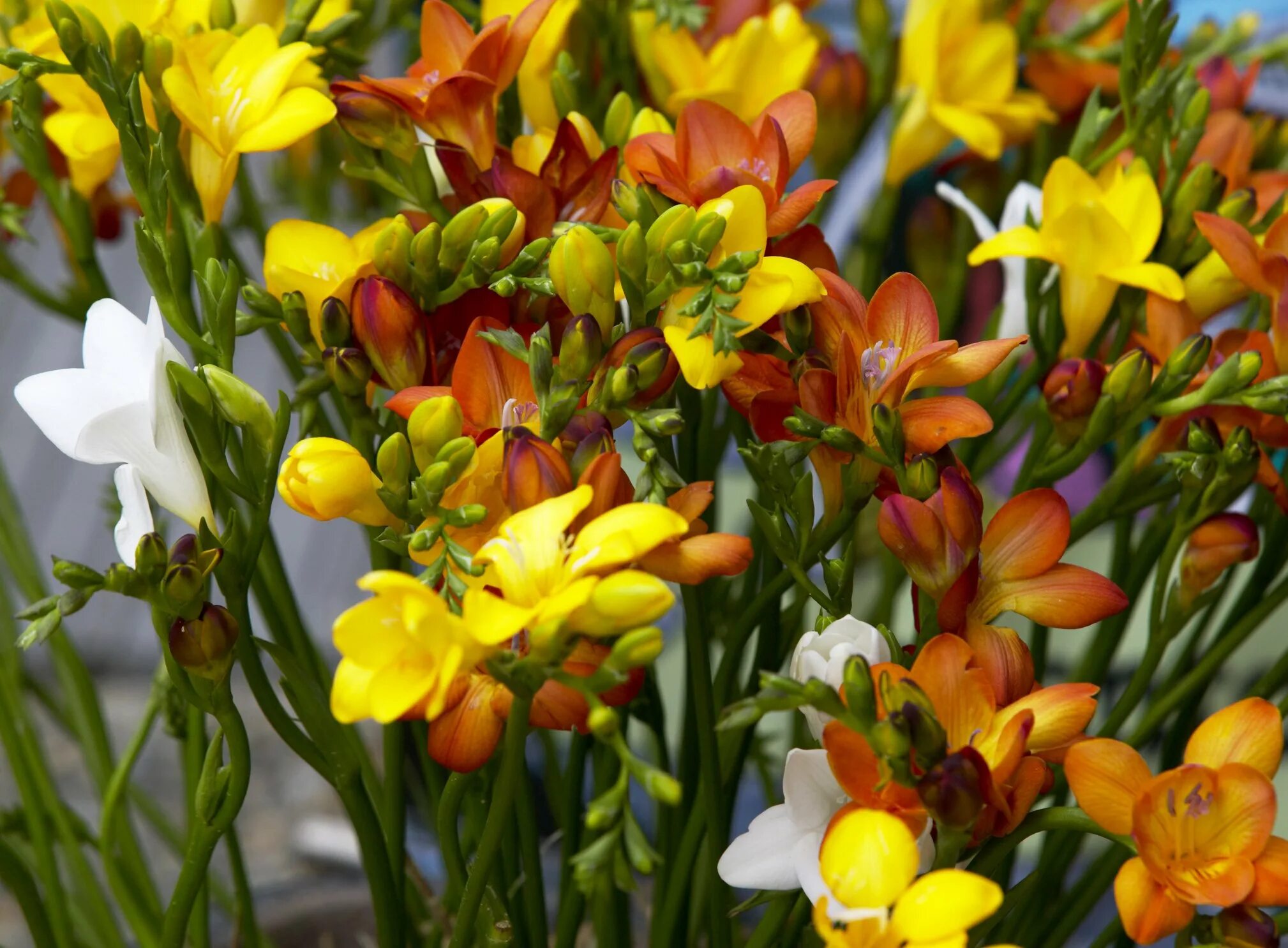 Луковичные многолетники фрезия. Фрезия (Freesia). Фрезия Dubbel. Фрезия Кардинал.