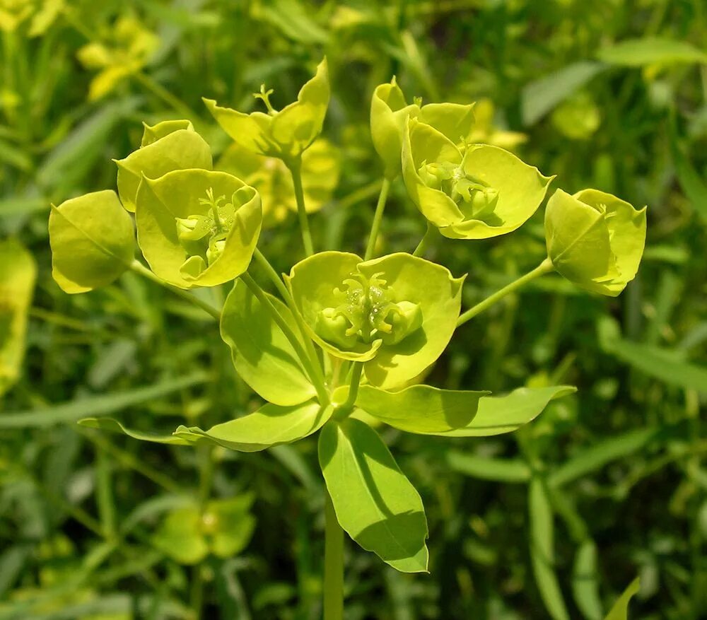 Молочайные. Молочай прутьевидный. Молочай лозный (Euphorbia virgata). Молочай Вальдштейна. Молочай Вальдштейна лозный.