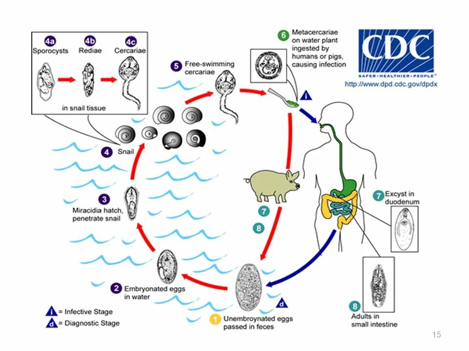 Causing infection