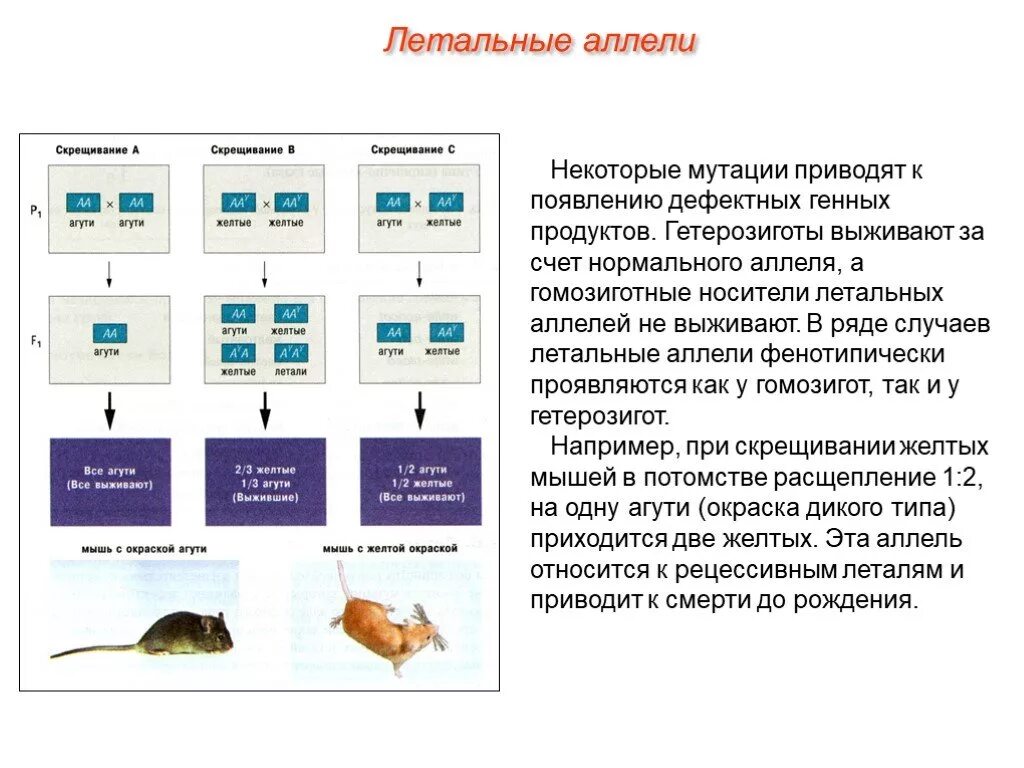 Появление рецессивных мутаций. Летальные аллели. Понятие о летальных аллелях. Летальные аллели примеры. Летальные мутации примеры.