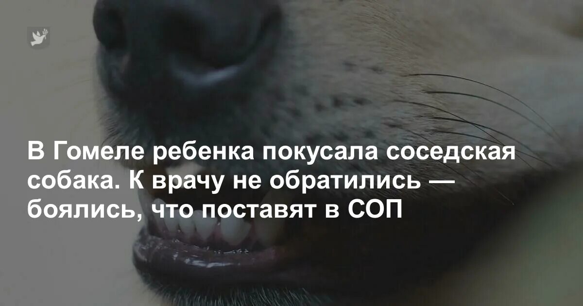 Может ли собака укусить своего хозяина. Руся собака. Несовершеннолетнего ивана покусала соседская собака. Что делать если покусала собака. Несовершеннолетнего ивана покусала соседская собака.