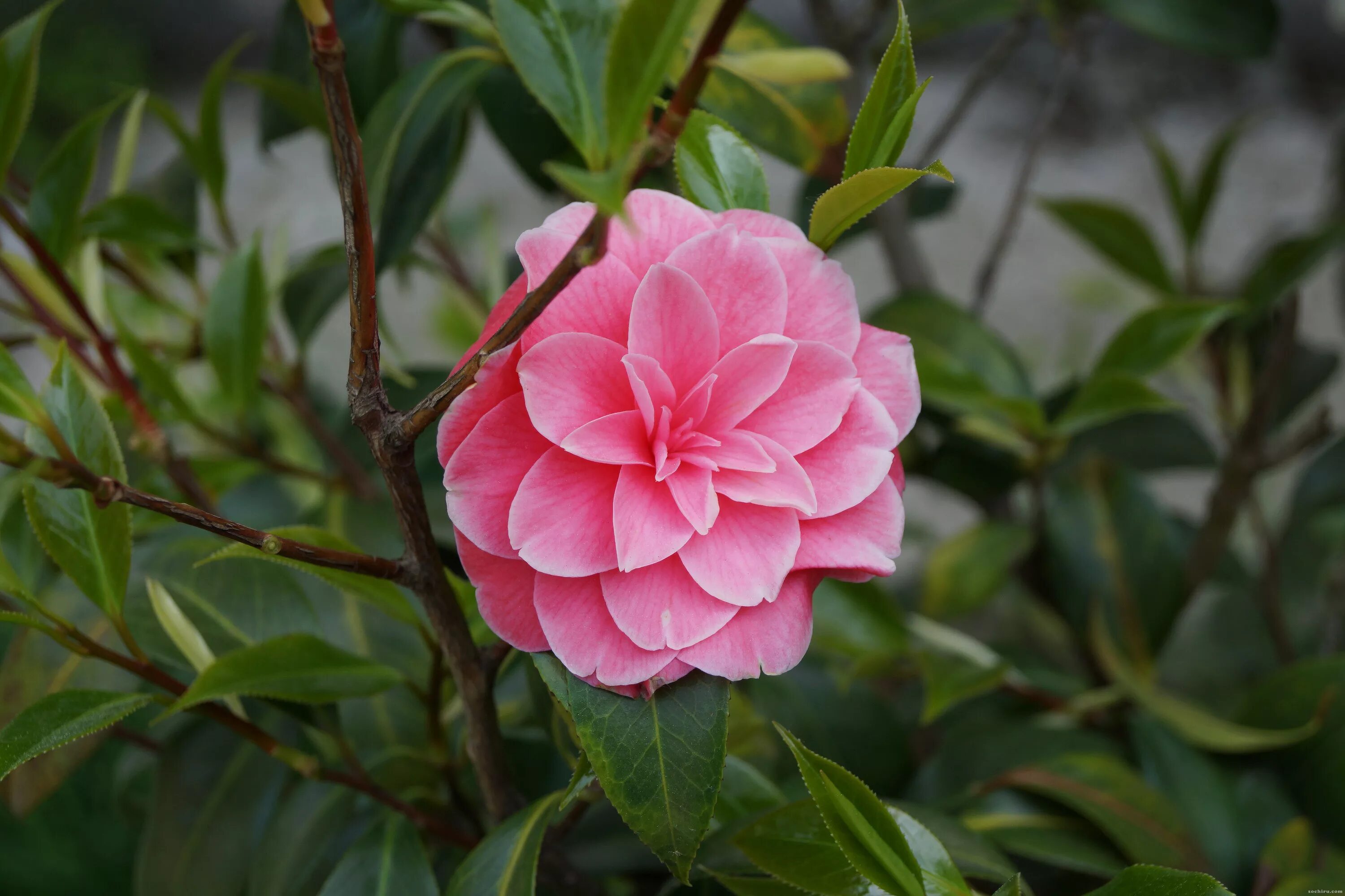 Камелия работа. Камелия японская Camellia japonica. Миддлемист Камелия. Камелия японская в Сочи. Красная Камелия Миддлемист.