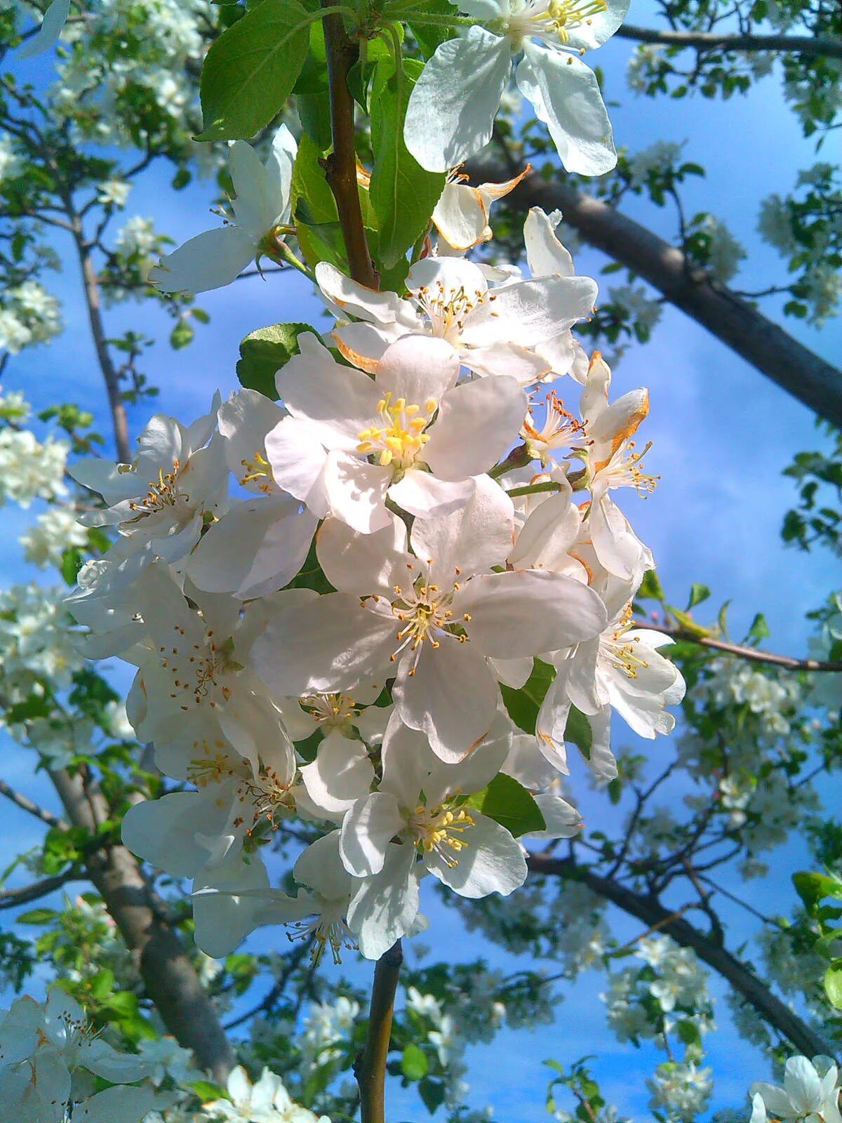 Картинки яблоневый цвет. Фуджи яблоня цветет. Яблоня Анабель цветет. Антоновская яблоня цветет.