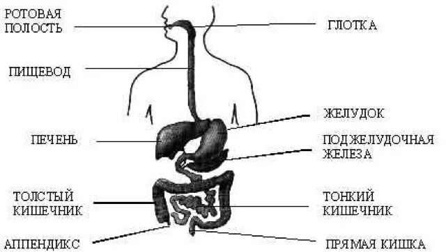 Пищевод печень толстая. Пищеварительная система пищевод. Схема пищеварительной системы человека пищевод. Глотка пищевод желудок схема. Пищеварительная система глотка пищевод желудок рисунок.
