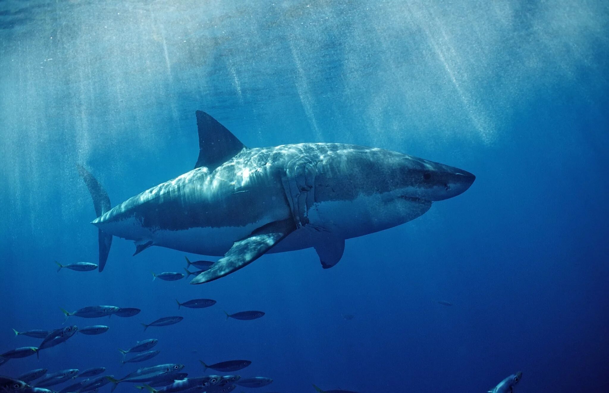 Топ акул. Carcharodon carcharias. акула carcharodon carcharias. большая белая акула кархародон. белая акула людоед кархародон.