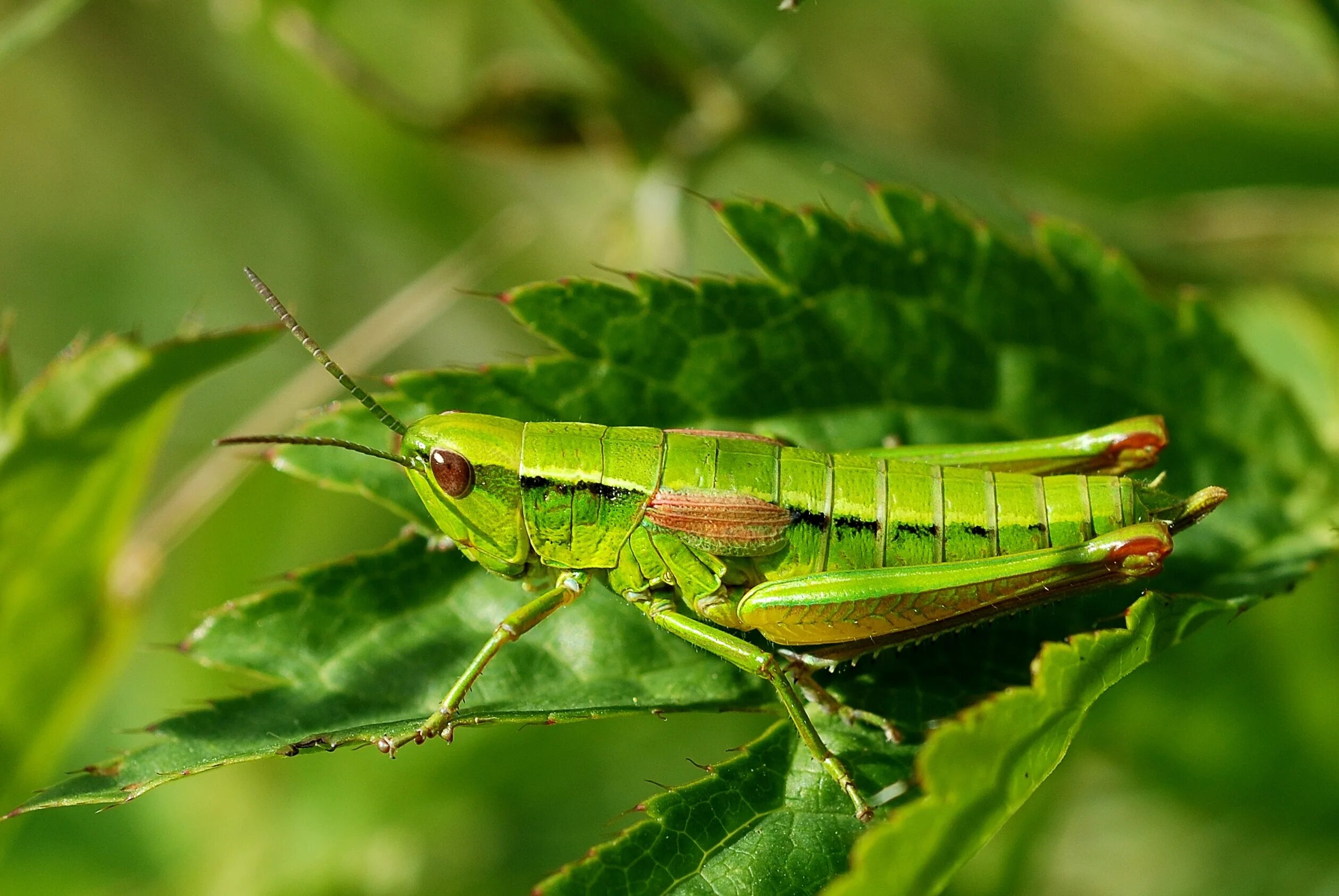 На головном отделе насекомых отряда прямокрылых. Euthystira brachyptera. Отряд Прямокрылые. Прямокрылые представители. Кузнечики короткоусые.