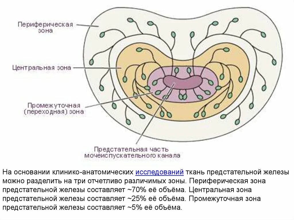 Предстательная железа схема гистология. Схема строения предстательной железы гистология. Поперечный срез предстательной железы. Строение предстательной железы гистология. Ткань простаты