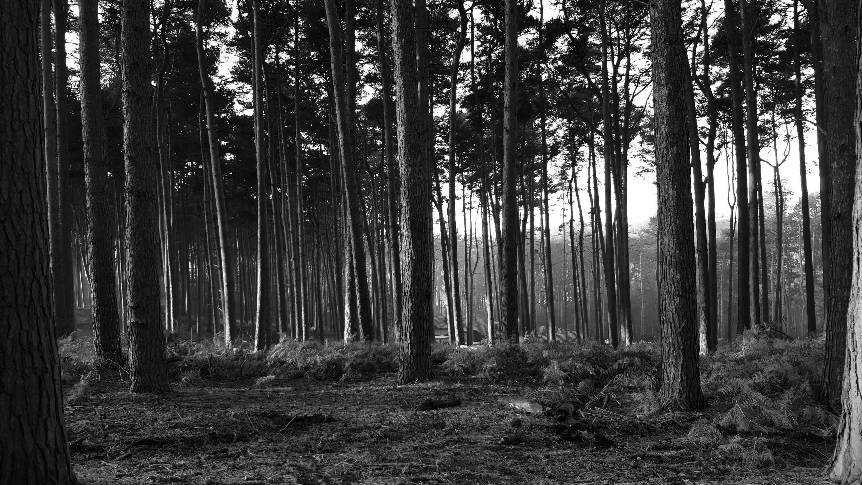 Самый черный лес. Чёрный лес Шварцвальд сосны. Лес чб. Черно белый лес. Сосновый лес черно белый.