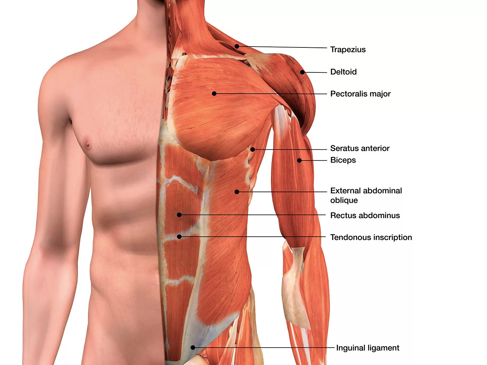 Части тела на груди. Мужская грудь анатомия. Мышцы. Строение груди мужчины. Строение мышц мужской груди.