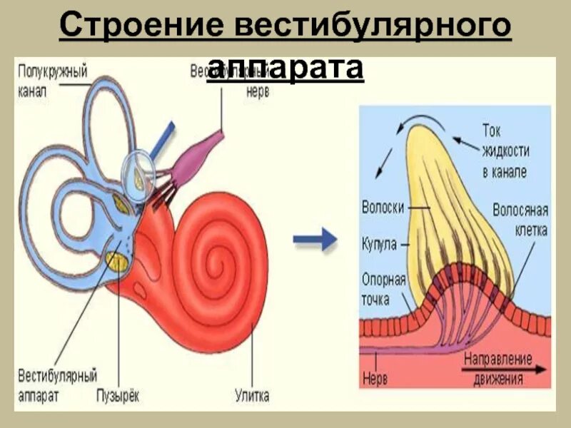 Строение и функции вестибулярного аппарата. Вестибулярный аппарат строение анатомия. Строение строение вестибулярного аппарата. Вестибулярный анализатор полукружные каналы.