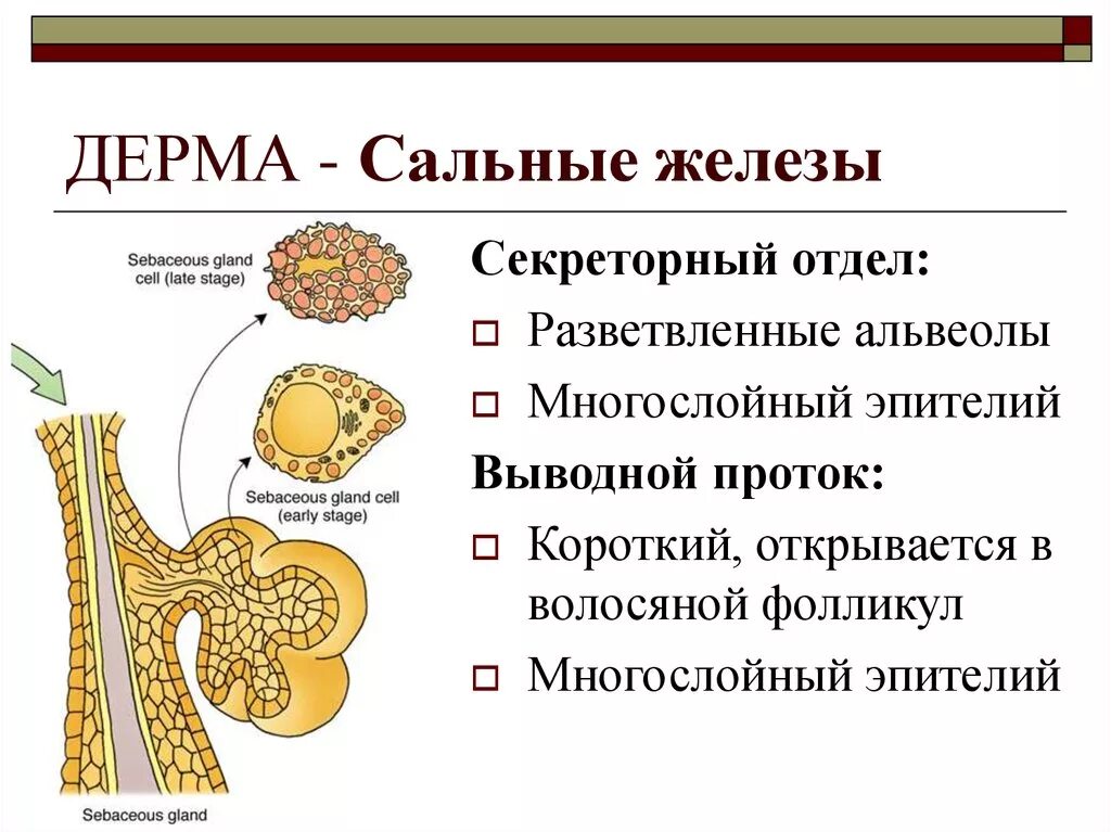 Секреторный отдел сальной железы состоит из клеток:. Строение сальной железы анатомия. Выводной проток сальной железы. Строение сальных желез человека. Функция железы кожи человека